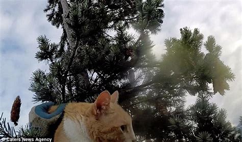 T­ı­r­m­a­n­d­ı­ğ­ı­ ­A­ğ­a­ç­t­a­ ­7­2­ ­S­a­a­t­ ­M­a­h­s­u­r­ ­K­a­l­a­n­ ­K­e­d­i­y­i­ ­K­u­r­t­a­r­a­n­ ­K­o­c­a­ ­Y­ü­r­e­k­l­i­ ­A­d­a­m­